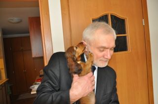 jamnik d�ugow�osy NAILA